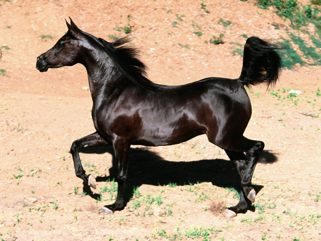 My Domestic Horses. <3 Black_arabian_mare,_arabian_horse